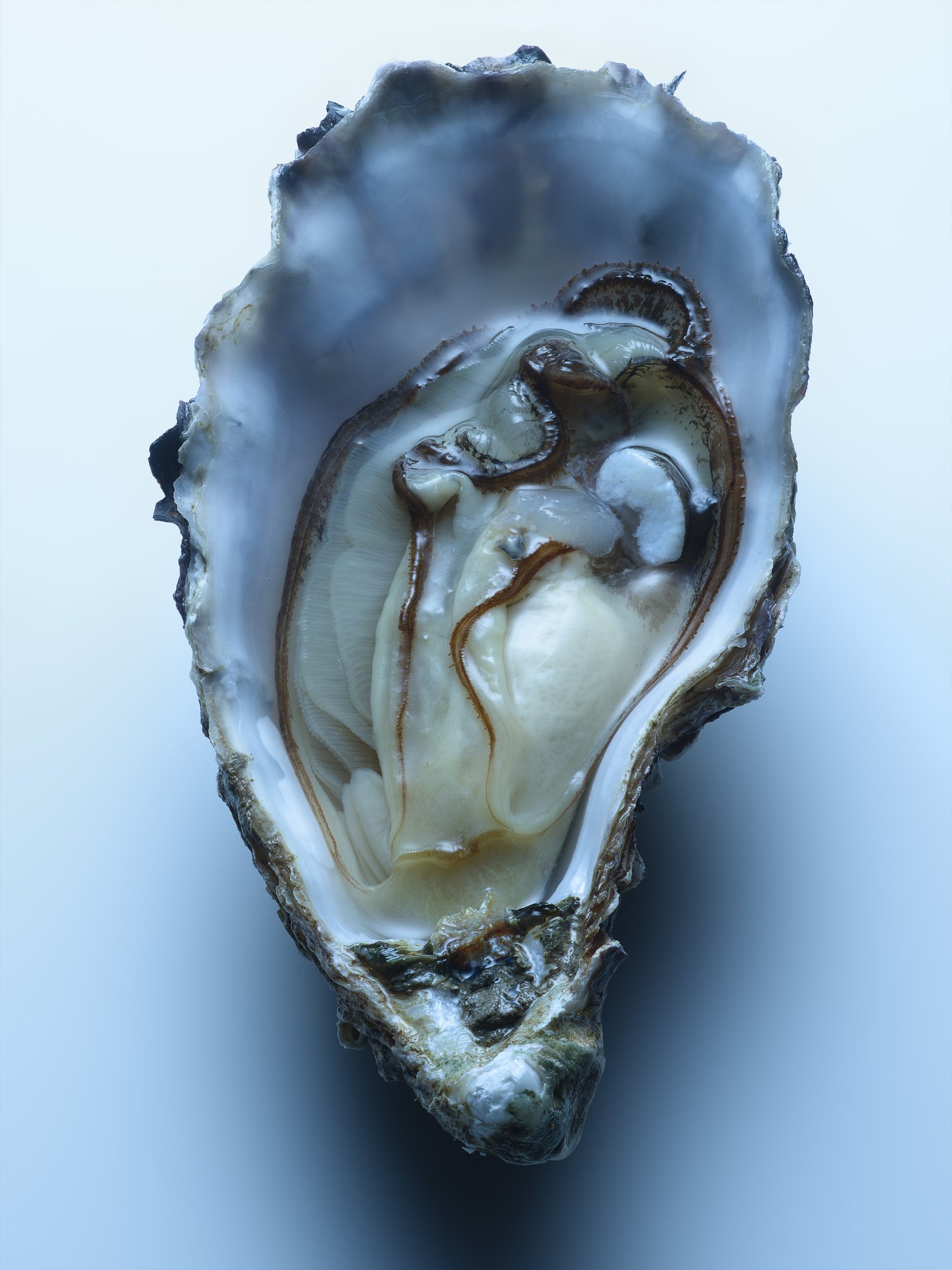 ID_Bluemercury Campaign, Oyster 